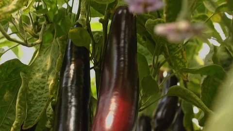 In the Greenhouse Stock Footage 113319876