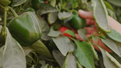 In the Greenhouse Stock Footage 113319890