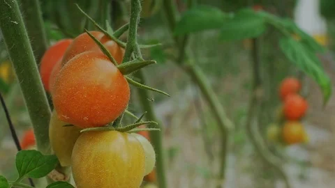 In the Greenhouse Stock Footage 113319905