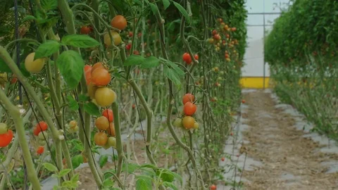In the Greenhouse Stock Footage 113319907