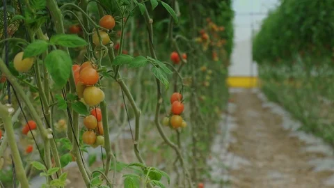 In the Greenhouse Stock Footage 113319914