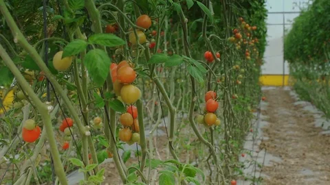 In the Greenhouse Stock Footage 113319916