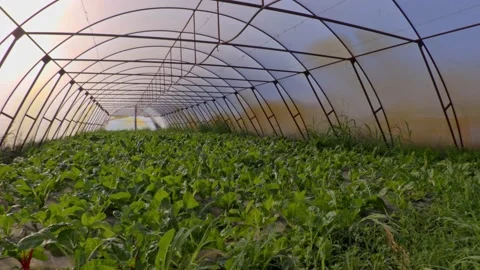 Greenhouse Stock Footage 171580457
