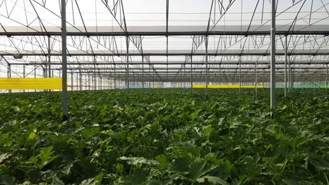 Greenhouse Stock Footage 172628940