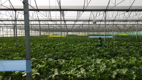 Greenhouse Stock Footage 172629388