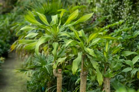 Greenhouse full of green plants. Stock Photos