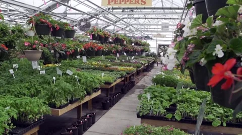 Greenhouse full of plants Stock Footage 49332055