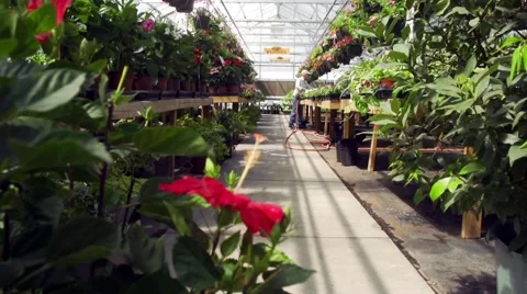 Greenhouse full of plants Video stock 49332134