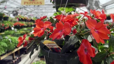 Greenhouse full of plants Video stock 49332203