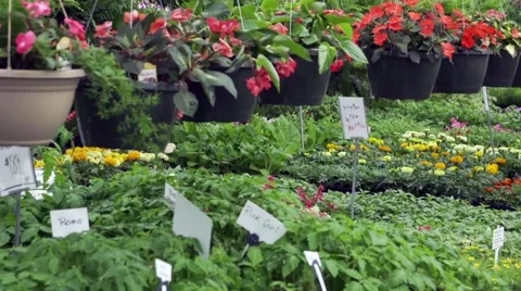 Greenhouse full of plants Video stock 49332499