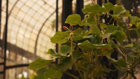 Greenhouse full of plants Stock Footage 291569415