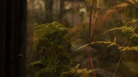 Greenhouse full of plants Stock Footage 291569962