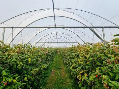 A greenhouse full of raspberry plants Stock Photos