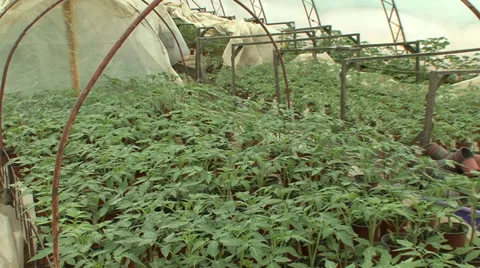 Greenhouse full with vegetable seedlings Stock-Footage 39665619