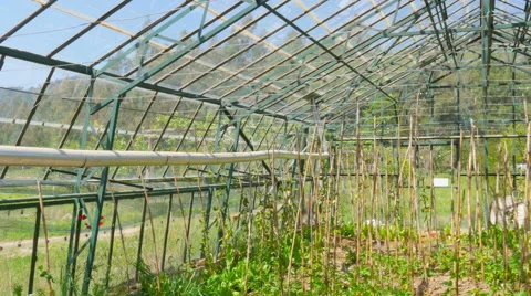 Greenhouse garden, interior Stock Footage 51365858