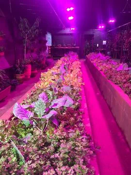 Greenhouse garden Fotos de archivo