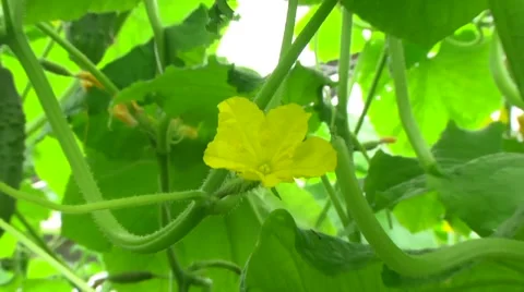 Greenhouse. Growing cucumbers Stock Footage 61323859