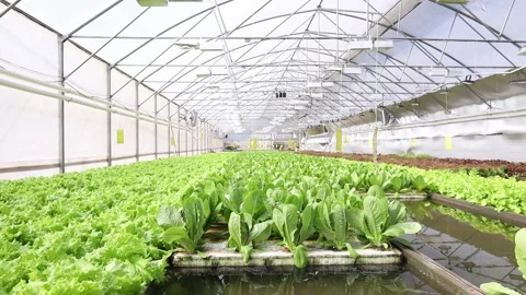 Greenhouse for growing lettuce view inside general view Stock Footage 284538444
