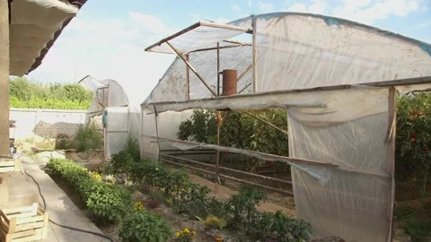 Greenhouse with growing tomatoes on a cloudy day Stock Footage 230967284