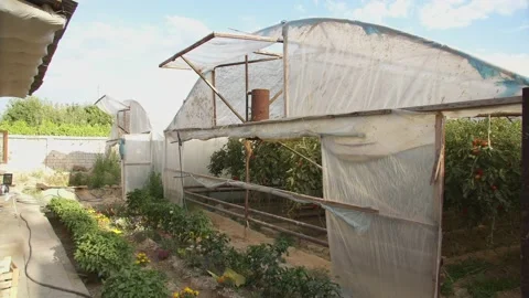 Greenhouse with growing tomatoes on a cloudy day Stock Footage 233977778