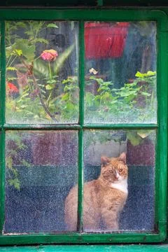 The greenhouse guard Stock Photos