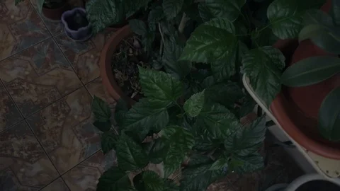 Greenhouse with indoor plants Stock Footage 106571490