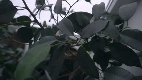Greenhouse with indoor plants Stock Footage 106571499
