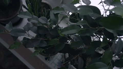 Greenhouse with indoor plants Stock Footage 106571513