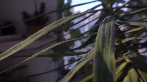 Greenhouse with indoor plants Stock Footage 106571591