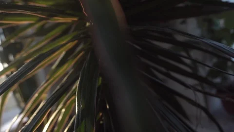 Greenhouse with indoor plants Stock Footage 106571614