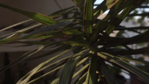 Greenhouse with indoor plants Stock Footage 106571633