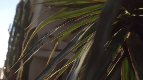 Greenhouse with indoor plants Stock Footage 106571660