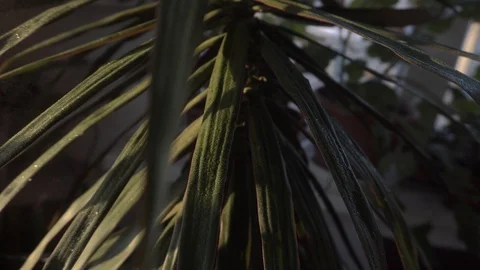 Greenhouse with indoor plants Stock Footage 106571680