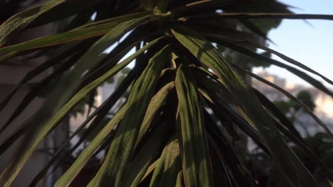 Greenhouse with indoor plants Stock Footage 106571708