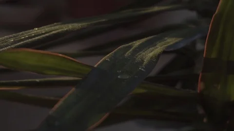 Greenhouse with indoor plants Stock Footage 106571725