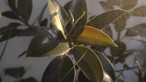 Greenhouse with indoor plants Stock Footage 106571747