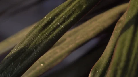 Greenhouse with indoor plants Stock Footage 106571771
