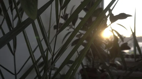 Greenhouse with indoor plants Stock Footage 106571782