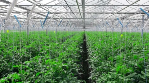 Greenhouse inside in Stock Footage