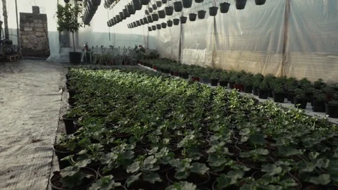 Greenhouse interior filled with rows of potted plants and hanging planters, Stock Footage 332723776