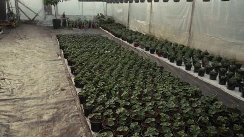 Greenhouse interior filled with rows of potted plants showcasing vibrant foliage Stock Footage 332723844