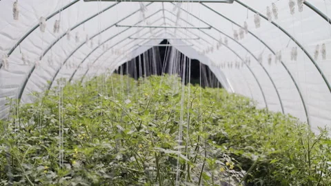 A greenhouse interior Stock Footage 138461525