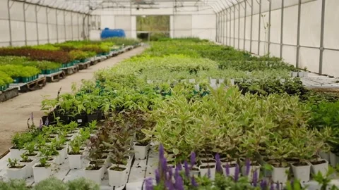 Greenhouse interior with rows of diverse plants Stock Footage 301526382