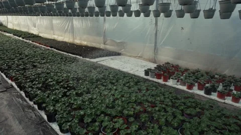 Greenhouse interior with rows of potted plants being watered, showing continuous Vídeo Stock 332723755