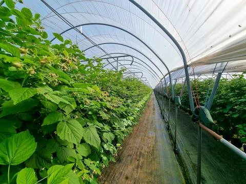 Greenhouse Interior with Rows of Raspberry Plants and Walkway Stock Photos