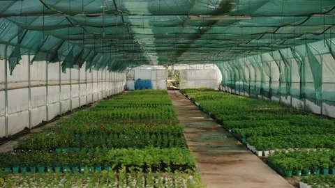 Greenhouse interior with rows of young plants Vídeos de archivo 317813048
