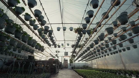 Greenhouse interior showcasing rows of hanging pots filled with plants, sunlight Stock Footage 332723777
