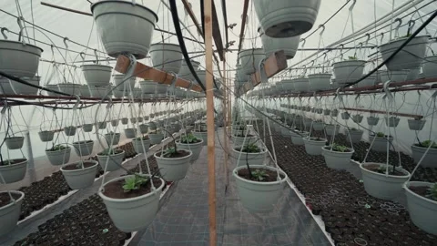 Greenhouse interior showcasing rows of hanging planters filled with soil and Stock Footage 332723824
