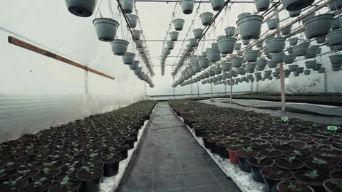 Greenhouse interior showcasing rows of potted plants with hanging containers Stock Footage 332723825