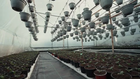 Greenhouse interior showcasing rows of potted plants with hanging containers Vídeo Stock 332723834